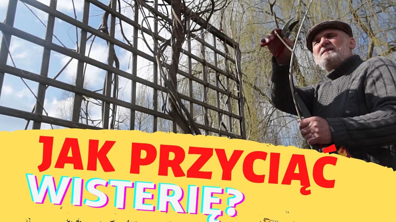 Jak przyciąć wisterię?