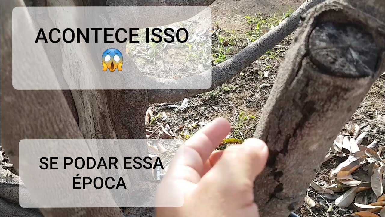 PODA DA GRAVIOLA? PODAR EM MÊS FRIO? ÉPOCA QUENTE ? COMO PODAR CORRETO? REY DA ROÇA