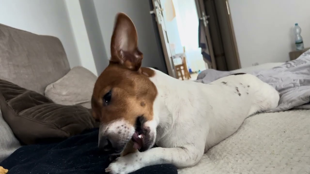 Living his best life on the couch 🐾🛋️#satisfying#dogasmr#cozydog#couchlife#dogvibes#cheesebone
