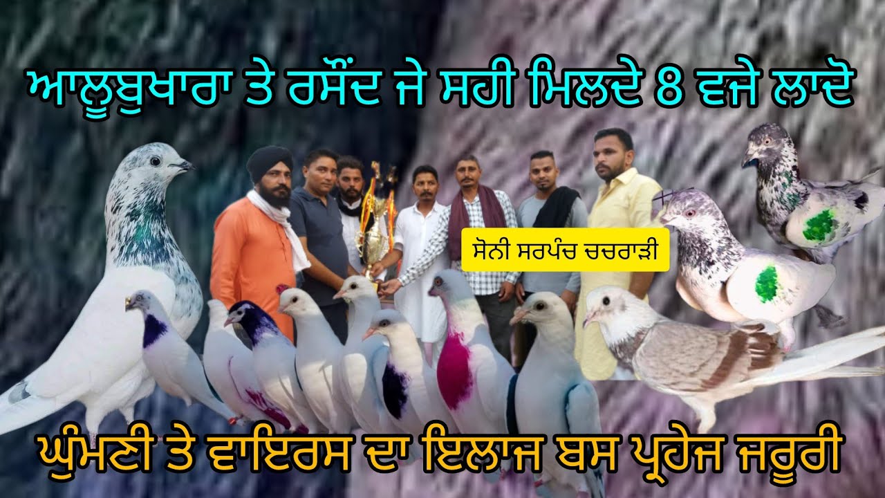 Ik Shonk Kabootarbaazi Da Interview ਸੋਨੀ ਸਰਪੰਚ ਪਾਰਟ #2k #kabootar #interview #blog #kabootarlovers