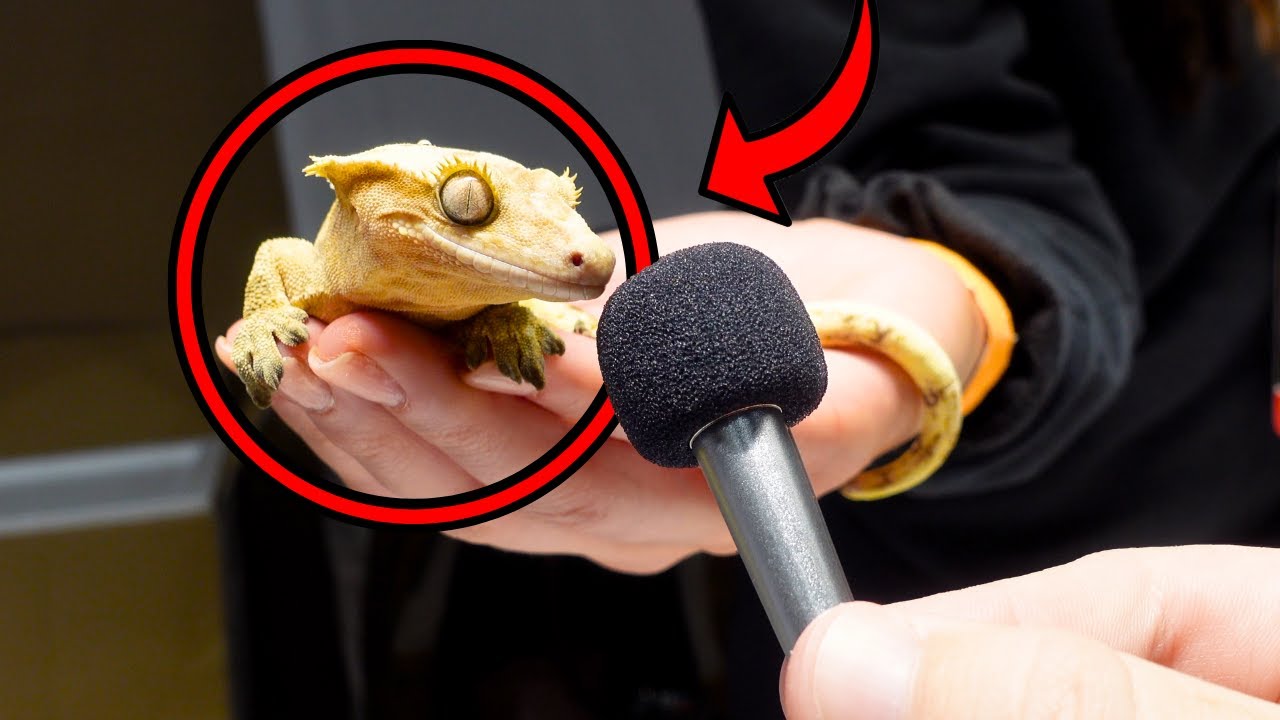 interviewing reptiles with a tiny mic
