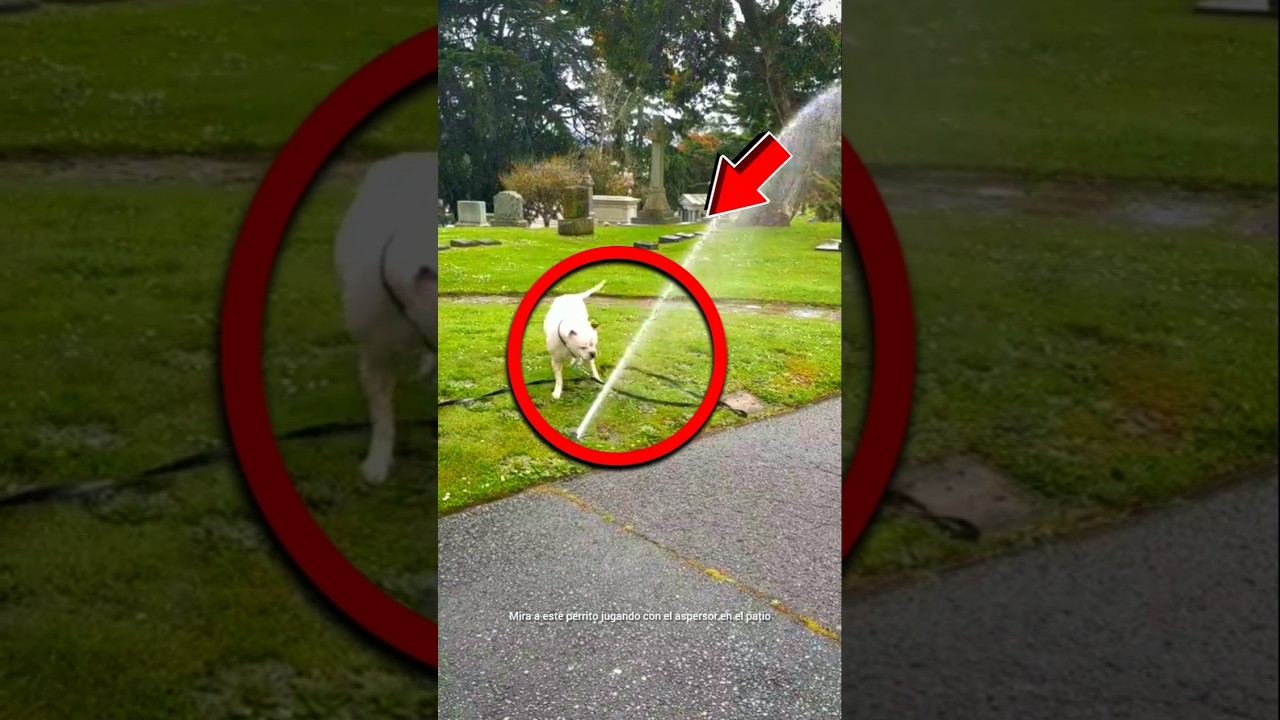 🐕 Perrito feliz jugando con el agua #Shorts #Perros #Diversi&oacute;n