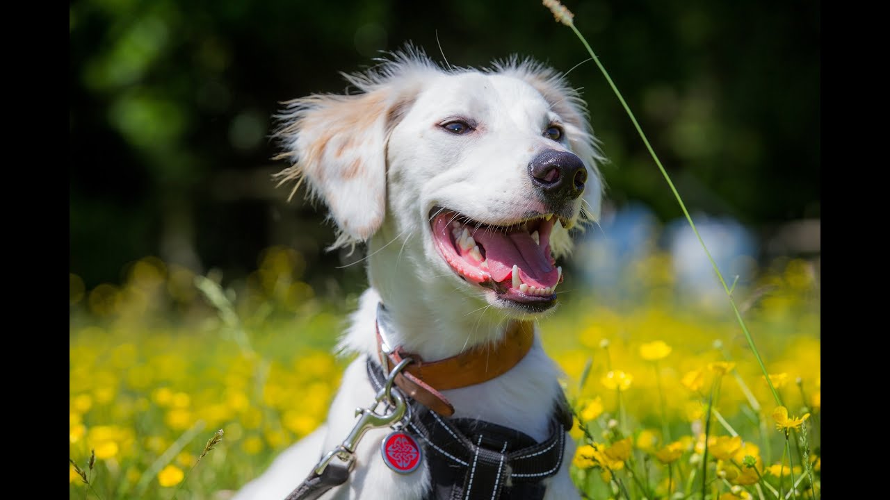Alfie - Saluki x Greyhound - 4 Week Residential Dog Training at Adolescent Dogs