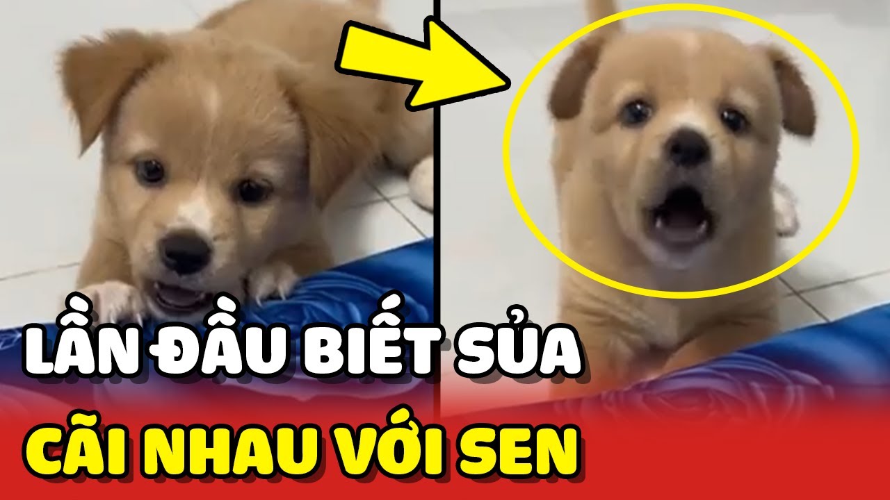 C&uacute;n con lần đầu BIẾT SỦA đ&atilde; C&Atilde;I TAY Đ&Ocirc;I với con Sen 😂 | Y&ecirc;u Lu