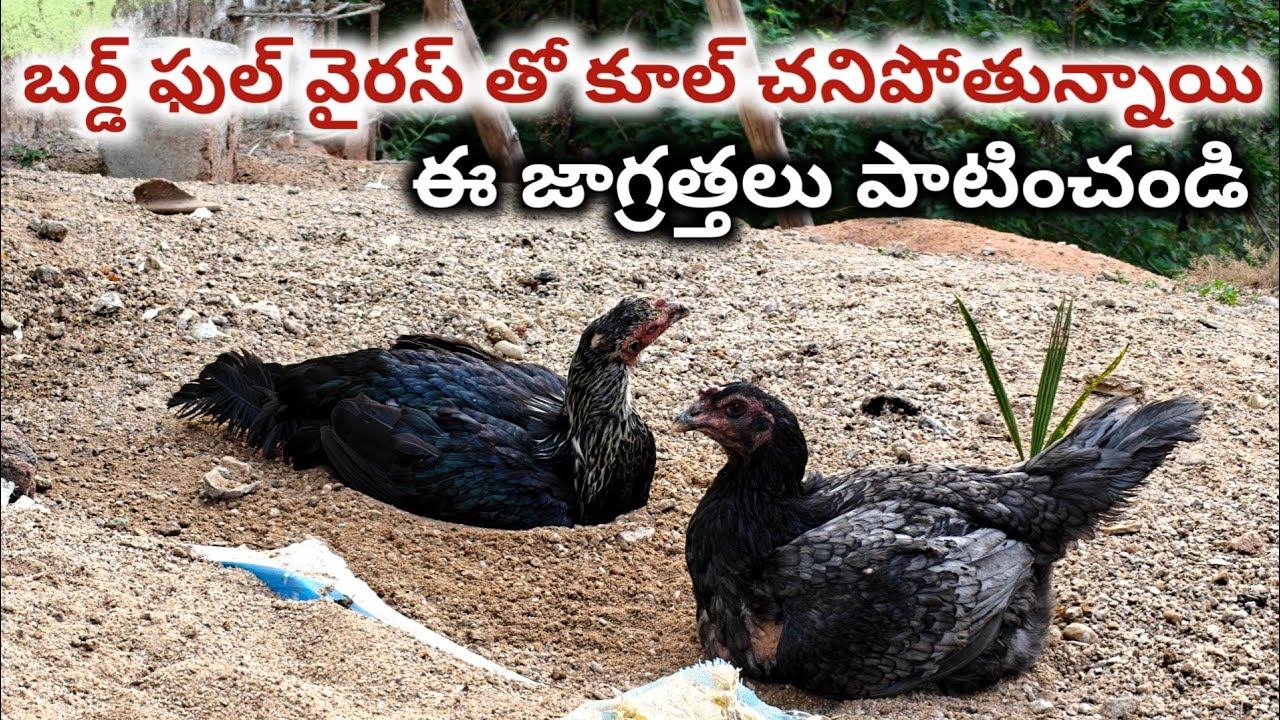 బర్డ్ ఫ్లూ వస్తే ఎలాంటి జాగ్రత్తలు తీసుకోవాలి బర్డ్స్  ఎలా గుర్తించాలి