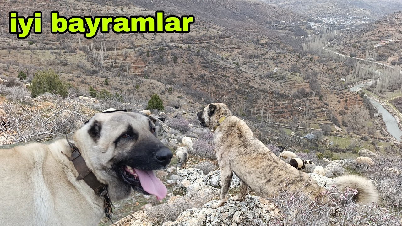 KÖPEKLERİM KOYUN GÜTTÜGÜM YERLERDE GECE GEZEN KURT İZİNİ SÜRÜYORLAR 