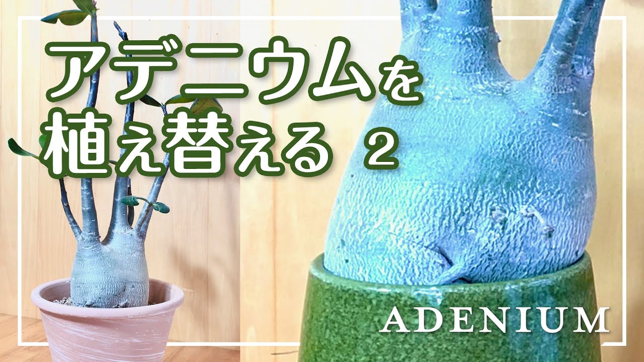 【アデニウムの植え替え２】陶器鉢でパンパンに太った塊根を取り出すためにはアレを使うしかない
