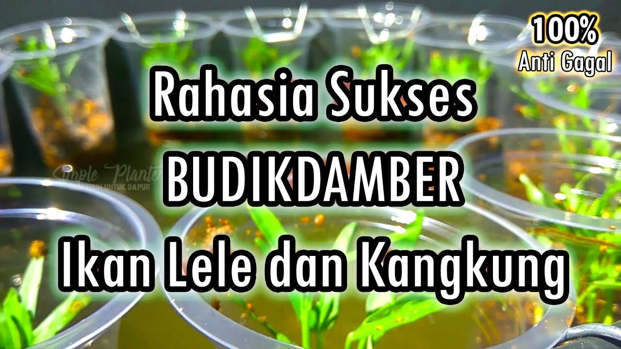 BUDIKDAMBER Lele Sederhana, Hasilnya LUAR BIASA!