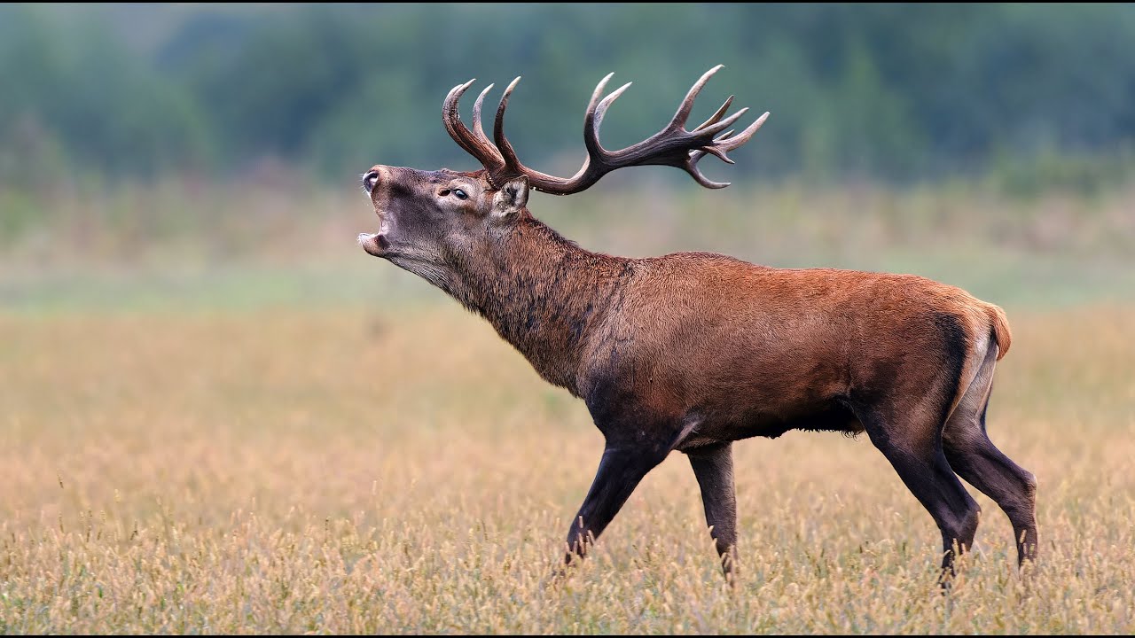Gímszarvas bika bőgésben / Red deer rutting / Hirschbrunft