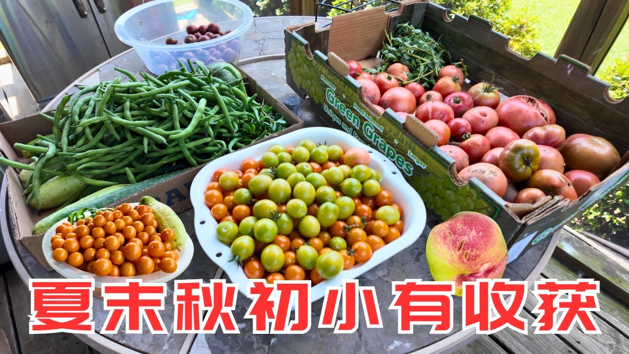 西红柿、黄瓜、豆角、樱桃番茄大丰收，西瓜、甜瓜、水蜜桃也开始收获，最烦人的松鼠我下了捕鼠笼