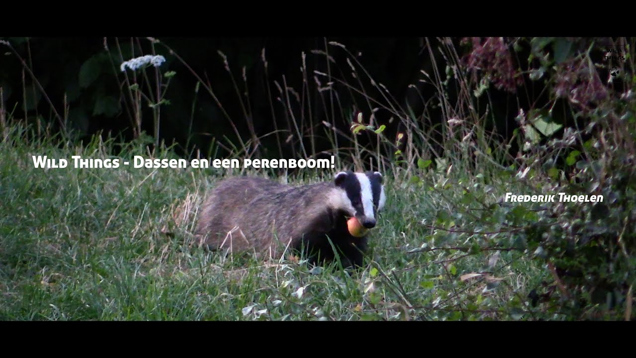 Wild Things - Dassen en peren