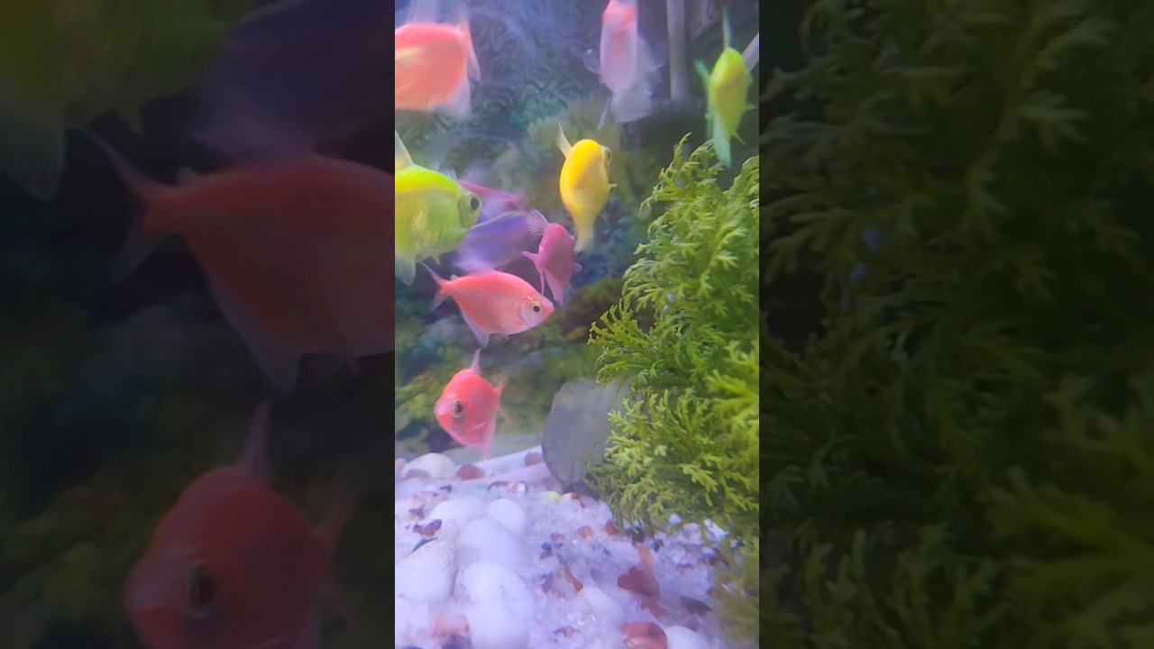 cute fish collection