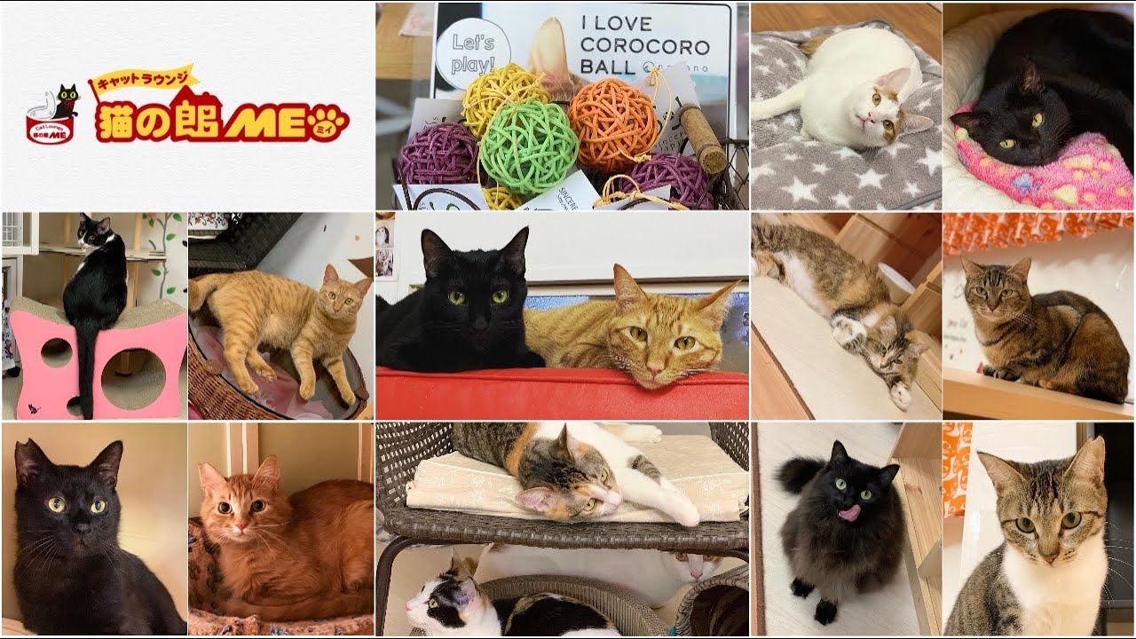 【公式】キャットラウンジ猫の館ME / 猫の館ME紹介