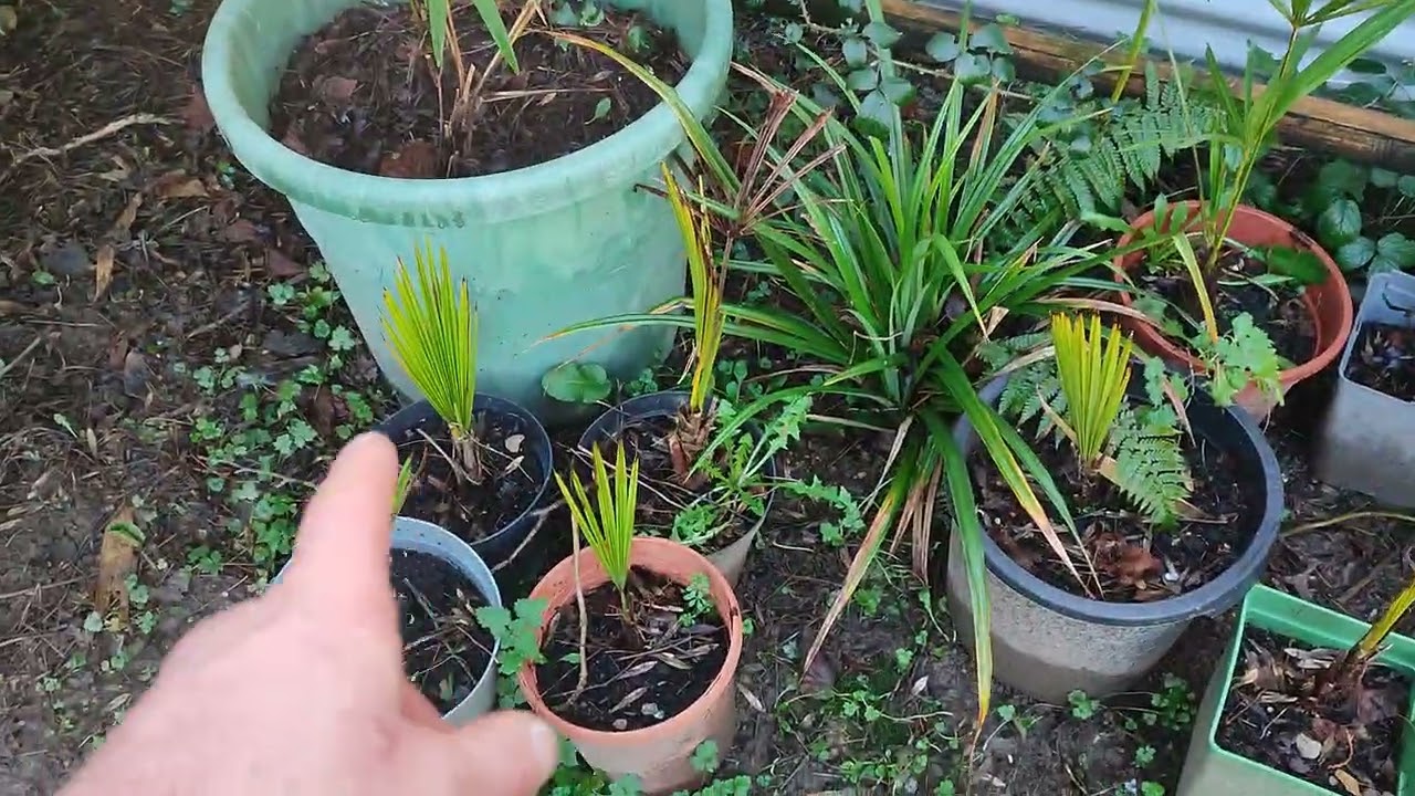 Citrus Fruit Project. Changes to Garden 🪏 🌞 A look at Trachycarpus & Sabal Palms🌴🌞🌴