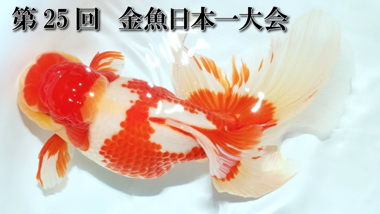 第25回　金魚日本一大会　（金魚品評会　弥富）