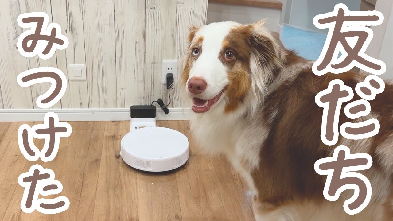 ロボット掃除機を導入したらガルチェロのお友達になりました🐕💛🛸【Lefant M310Ultra】