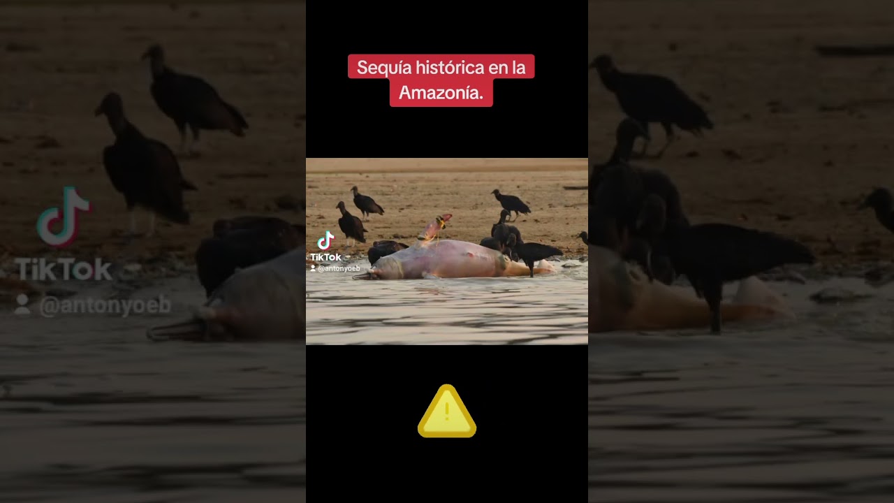 Se nos seca el AMAZONAS. 