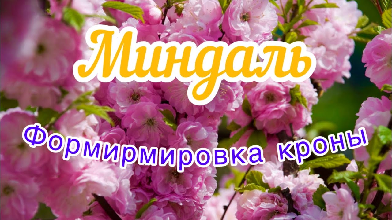 Правило обрезки миндаля.Две формы кроны