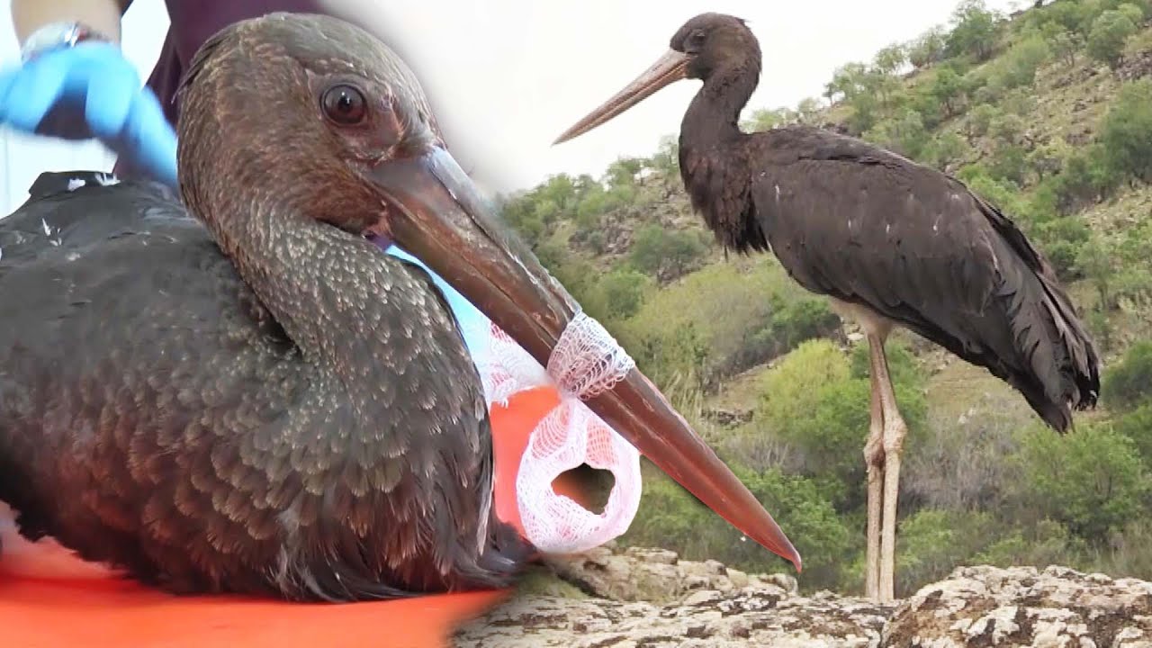 Black Stork Finally Free After 8 Months of Rehab