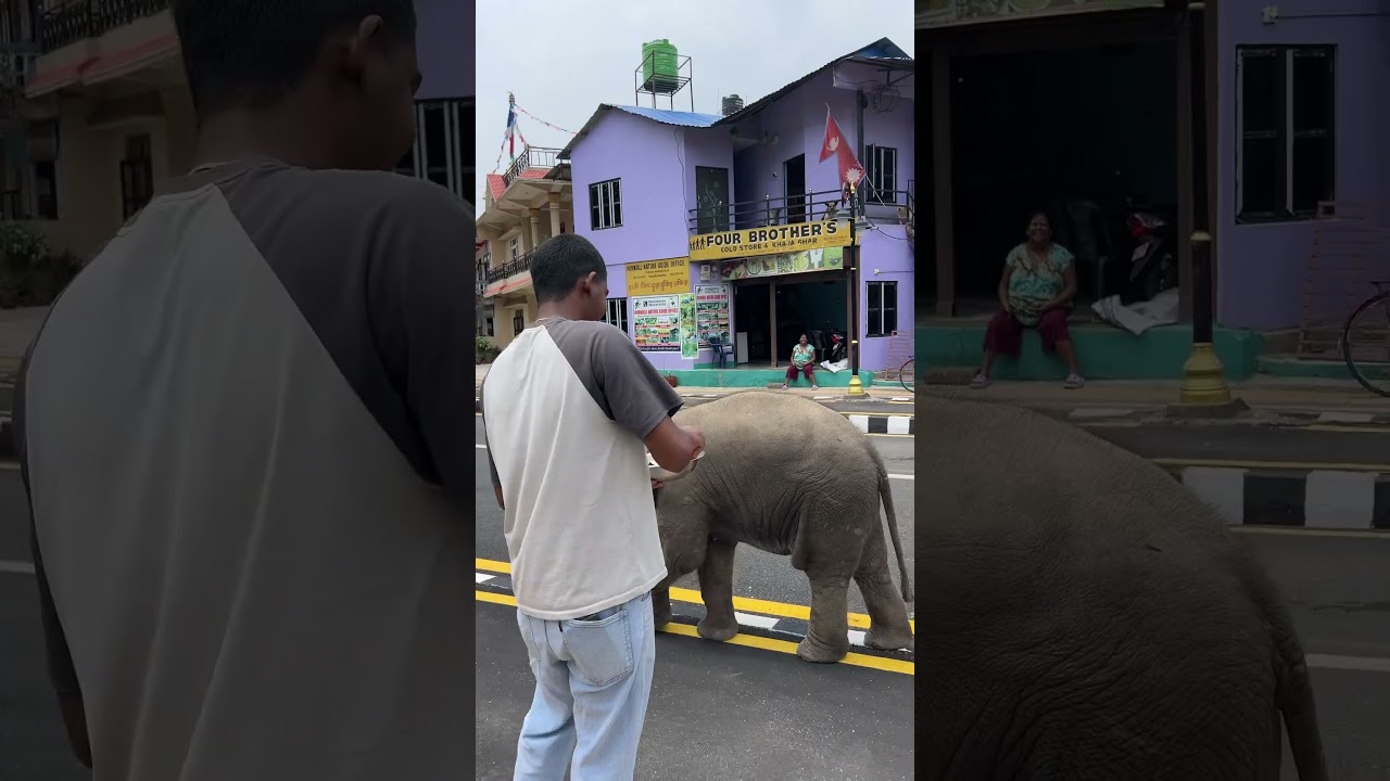 Watch till end how baby elephant chasing him and you will laugh 😆 at last 😮