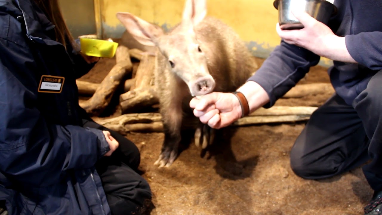 Turner's Tales - Meet Benny The Aardvark