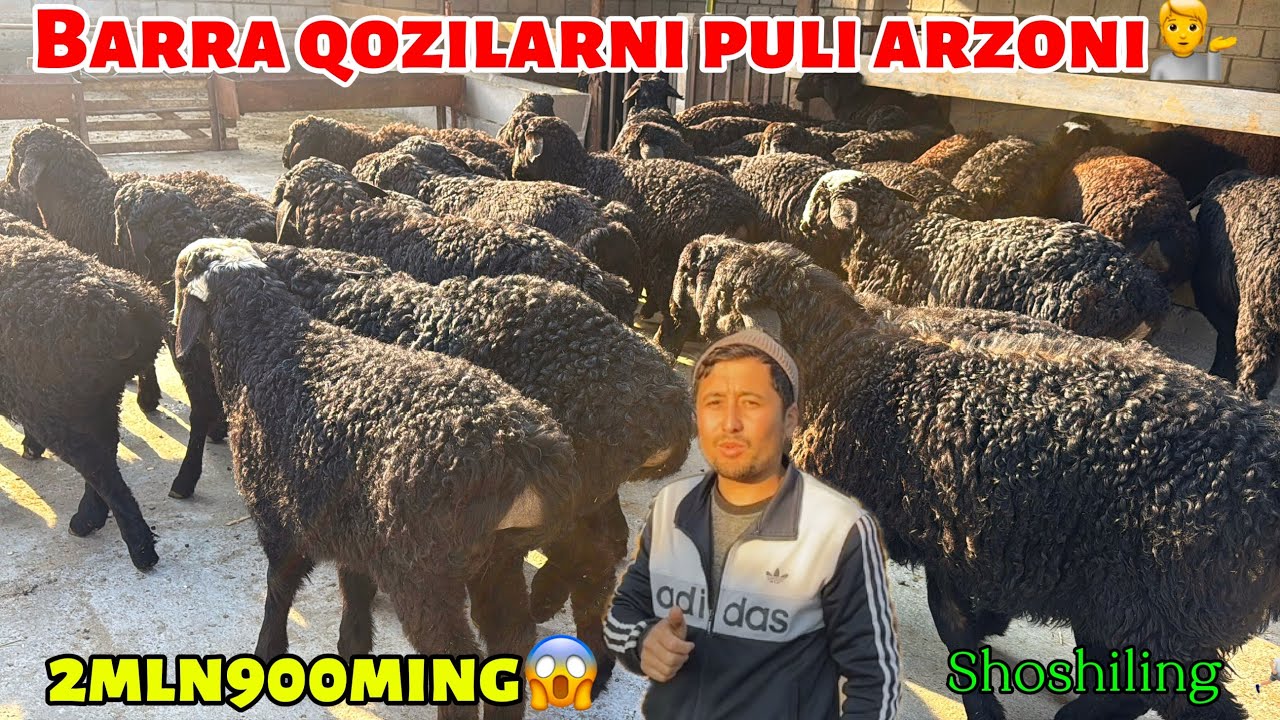 2Mln900ming..Barra qozilarni narxi arzon ozi yiriklari ulgurib qoling 😱🏃‍➡️