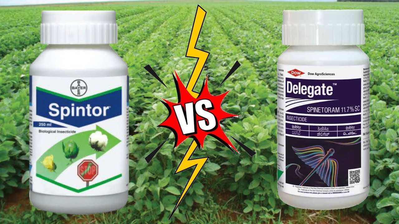 स्पिंटॅार और डेलिगेट दोनो में कौन बेस्ट है?/delegate vs Spintor