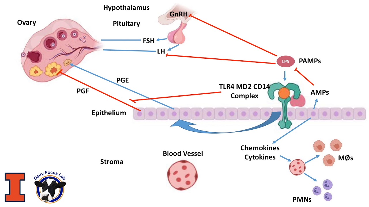 Inflammation, immunity, and infertility in dairy cows