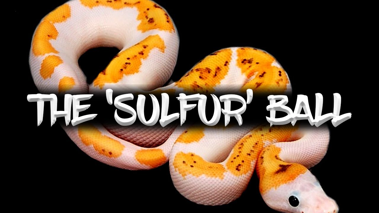 The 'Sulfur' Ball Python Morph