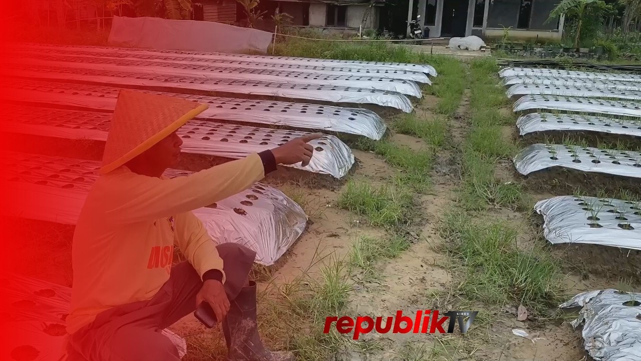 Harga Cabai Naik Saat Tanaman Petani Mengalami Kerusakan