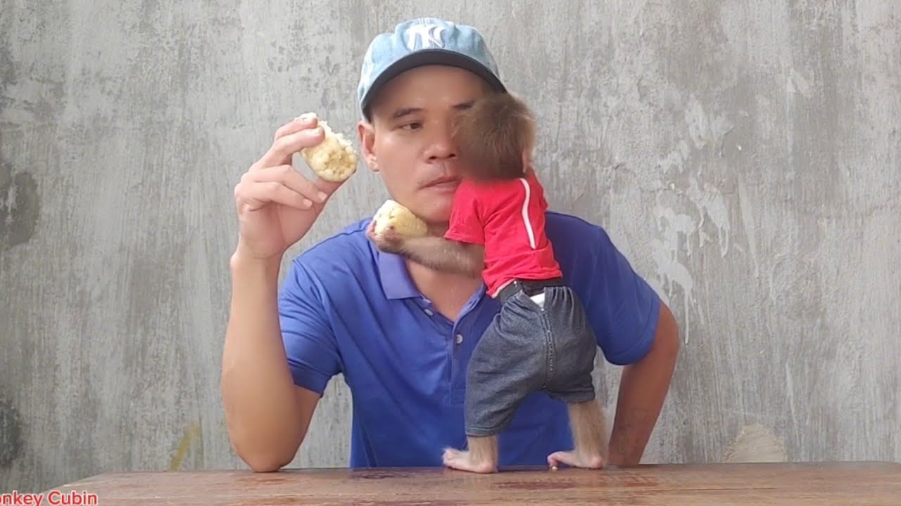 Watch! Baby Monkey Cubin’s Special Love for Dad Will Melt Your Heart 🐵❤️