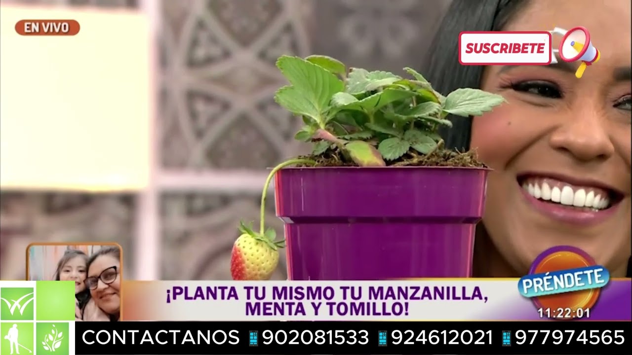 Plantas aromaticas en casa Sección de Jardinería