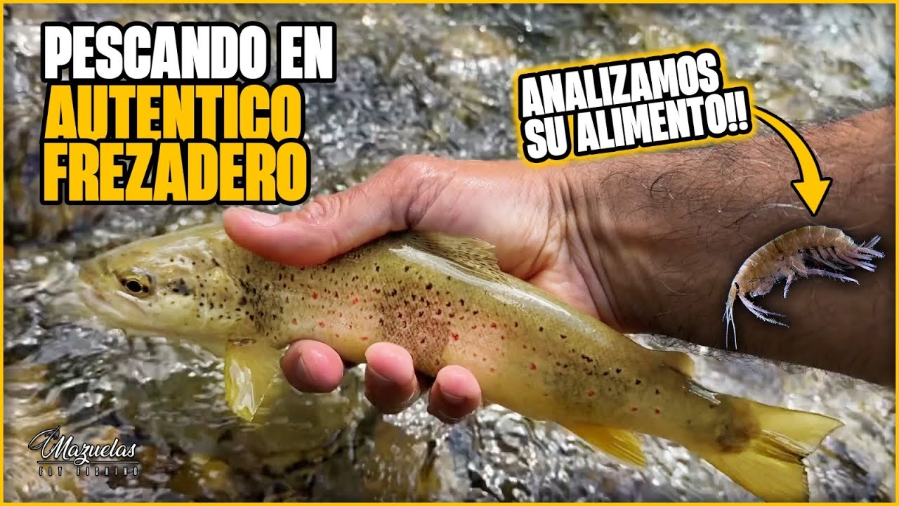 Increible LA VIDA que alberga este rio. No quiero PESCAR MAS