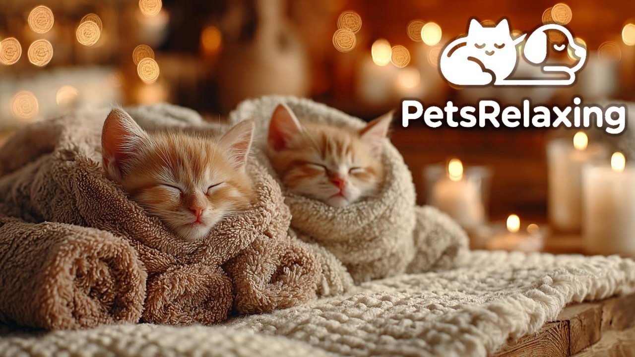 Calming Music Cats Love, Calming Music For Cats, Healing Music For Cats YouTube 🐱🎶