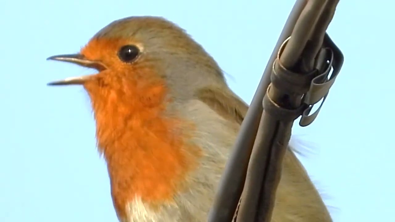 Il canto del pettirosso