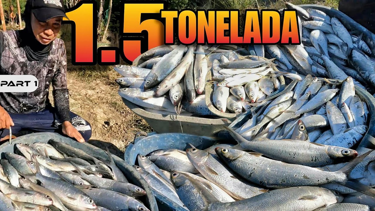P1 - Isa't Kalahating Toneladang Bangus