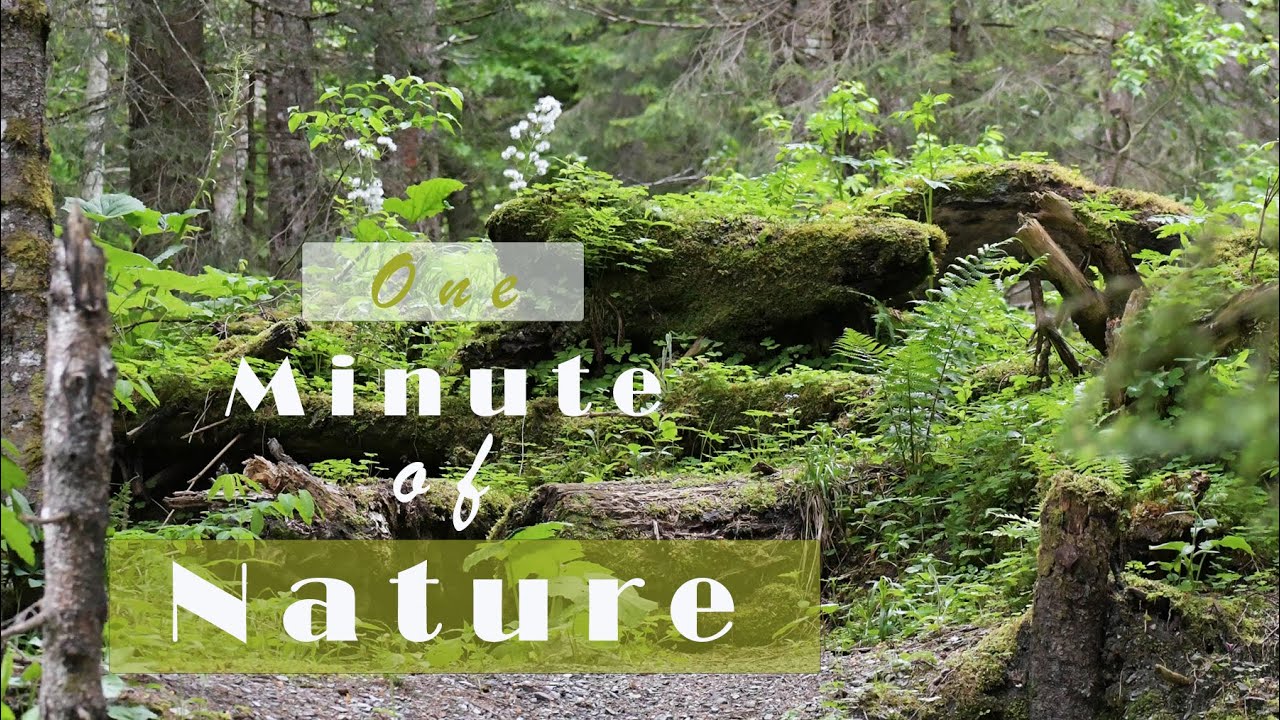 One minute of nature | Natural Park images | Bring nature into your home