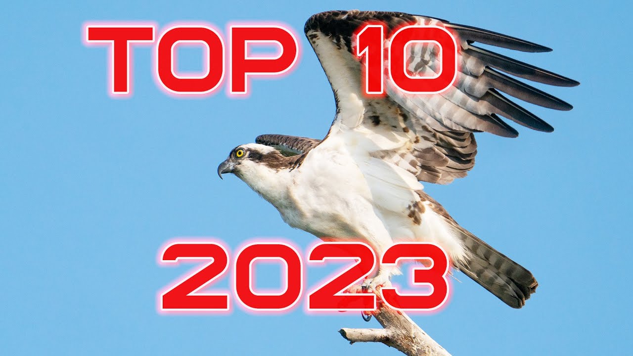 Top 10 Nature Images from 2023