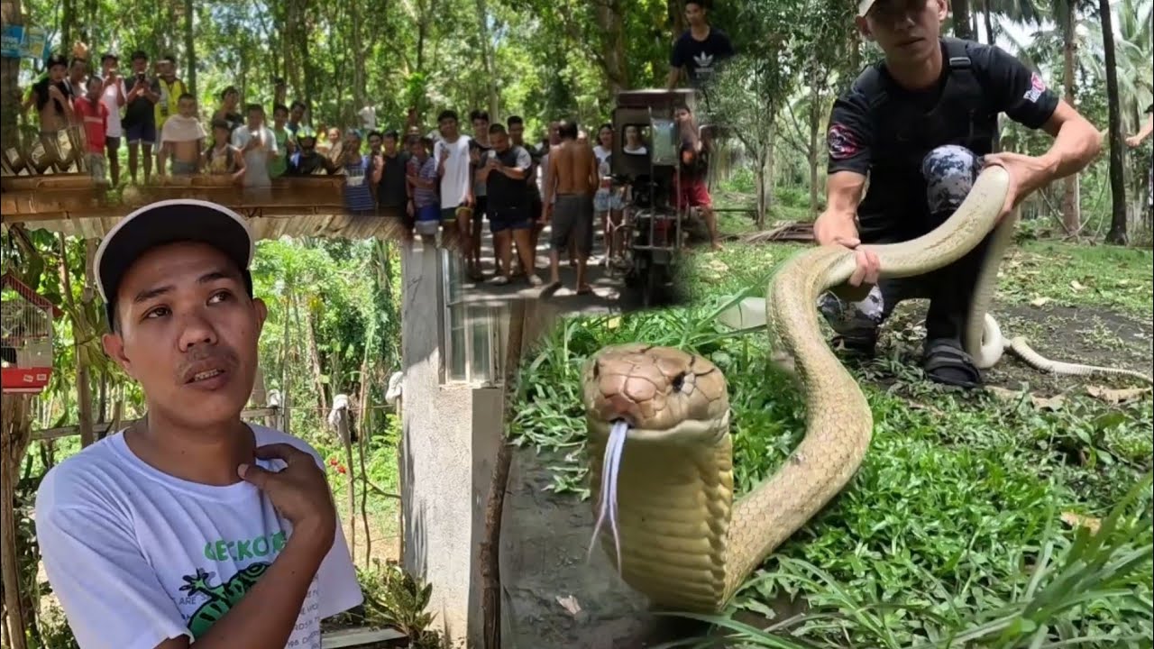 PINAGTULUNGAN PANG HULIHIN DAHIL SA BANGIS AT LAKI NG KING COBRA