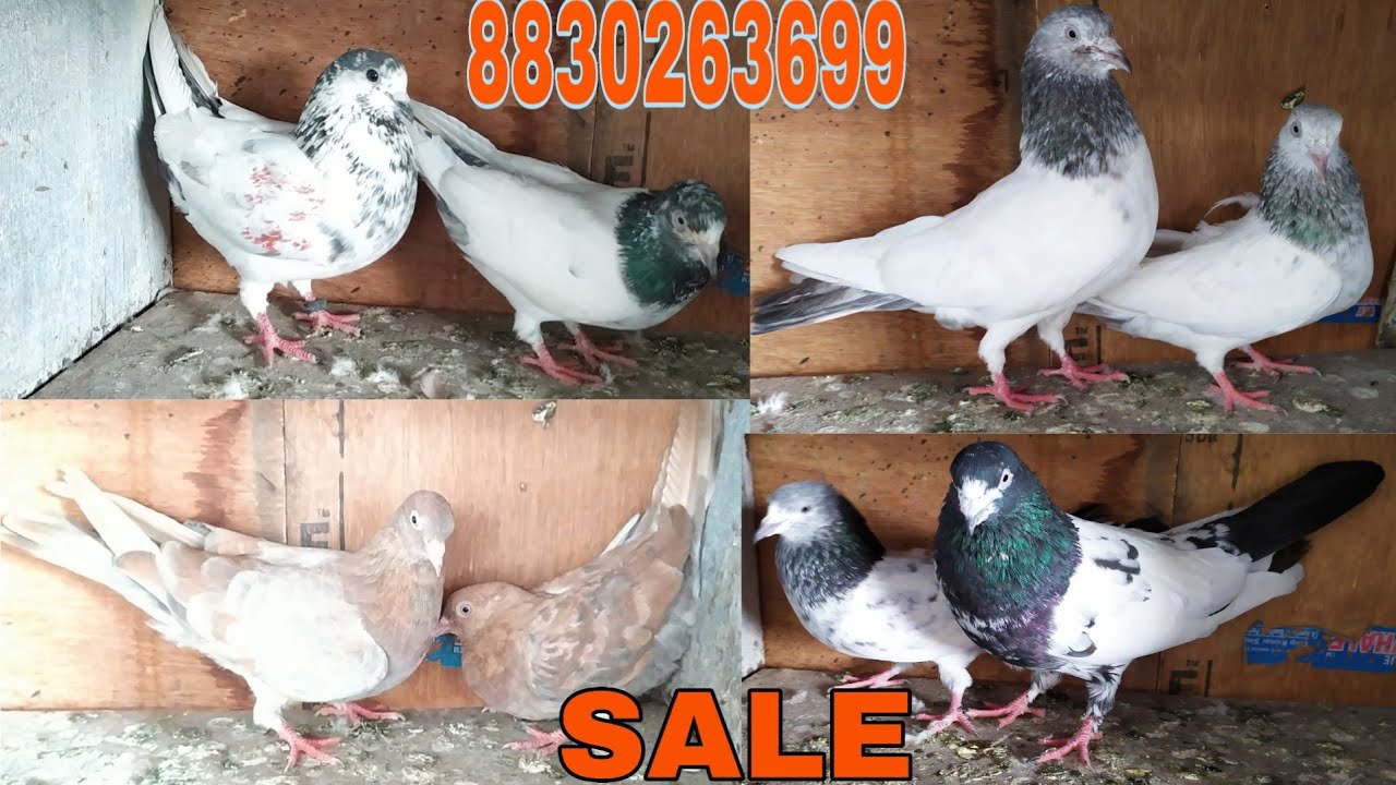 DESI HIGH FLYER PIGEON FOR SALE. CALL