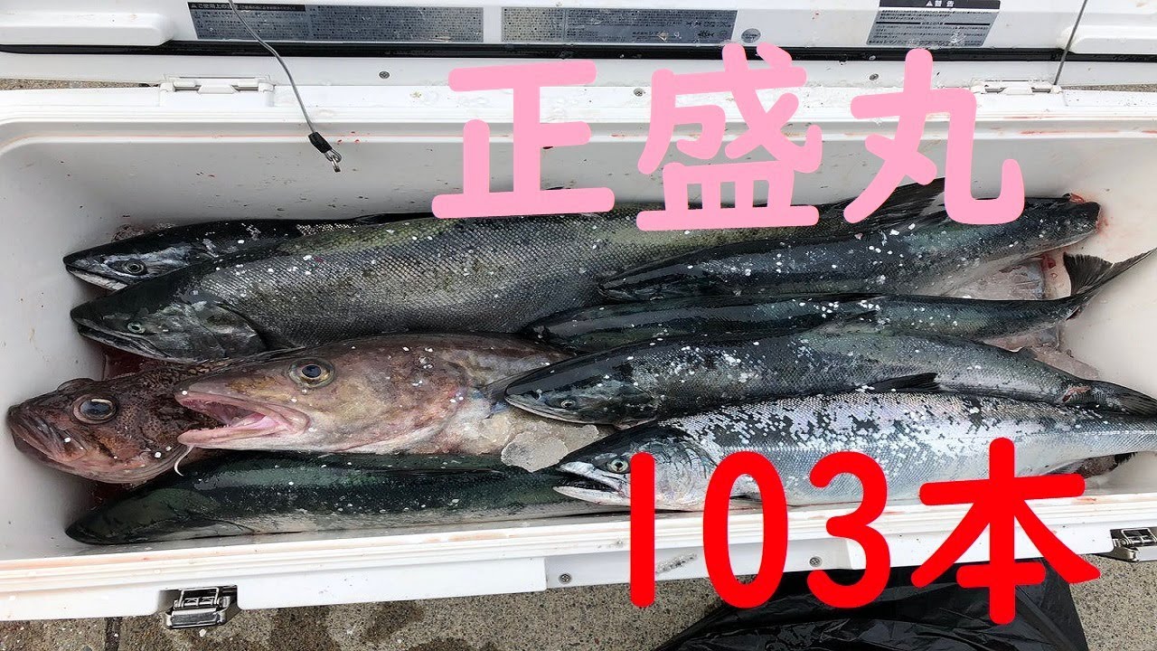 青森 下北半島 サクラマスジギング 船内103本 正盛丸