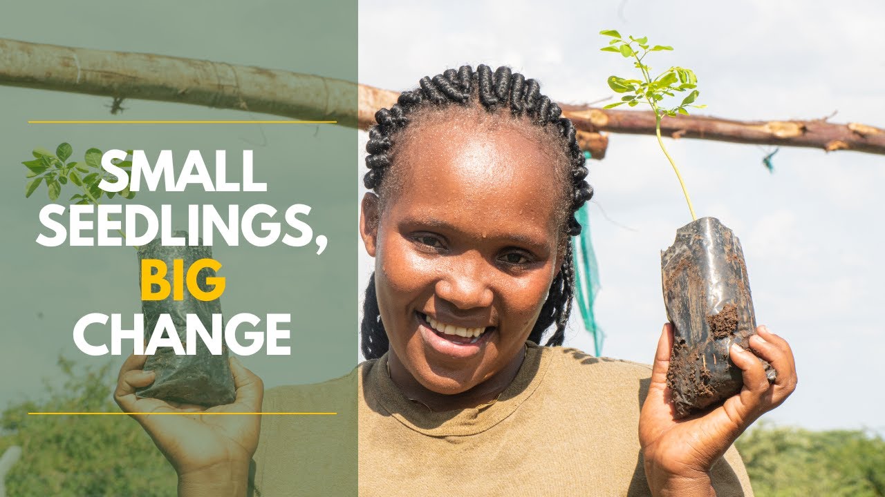 Youth-Led Tree Nurseries Restoring Gambella Wetland | Conservation & Livelihoods in Kenya