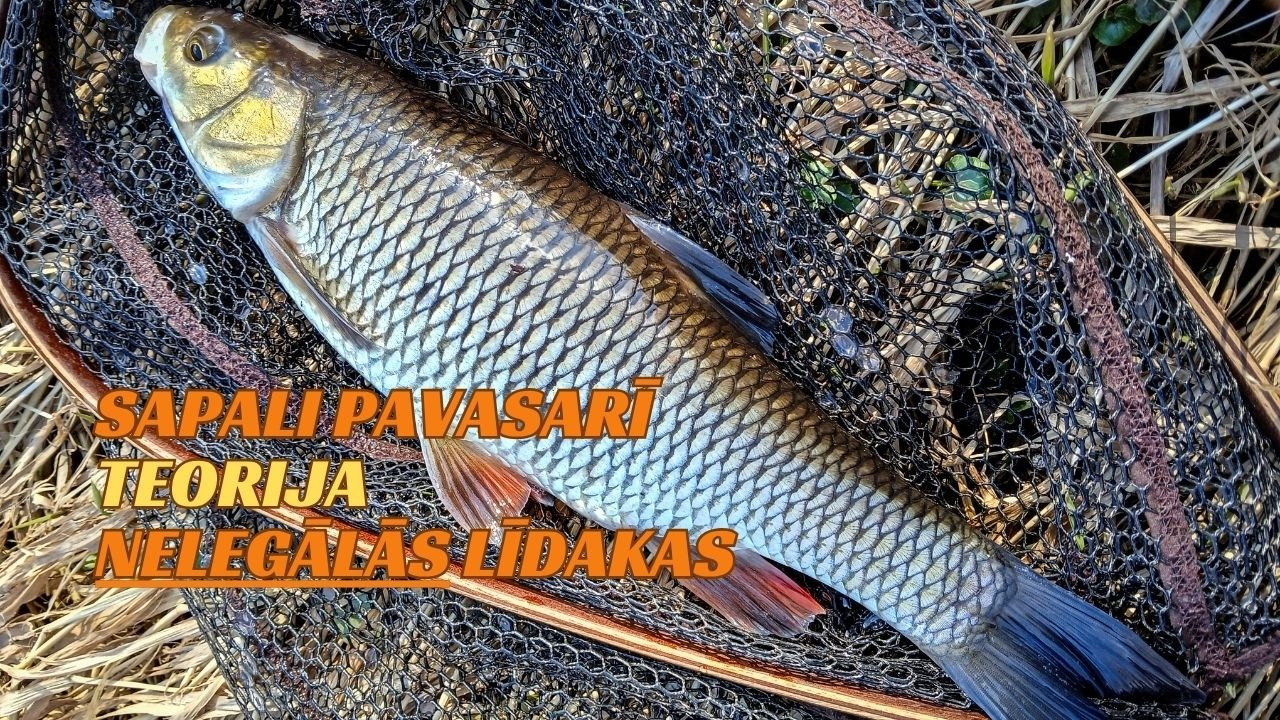 Sapali Teorija Līdakas
