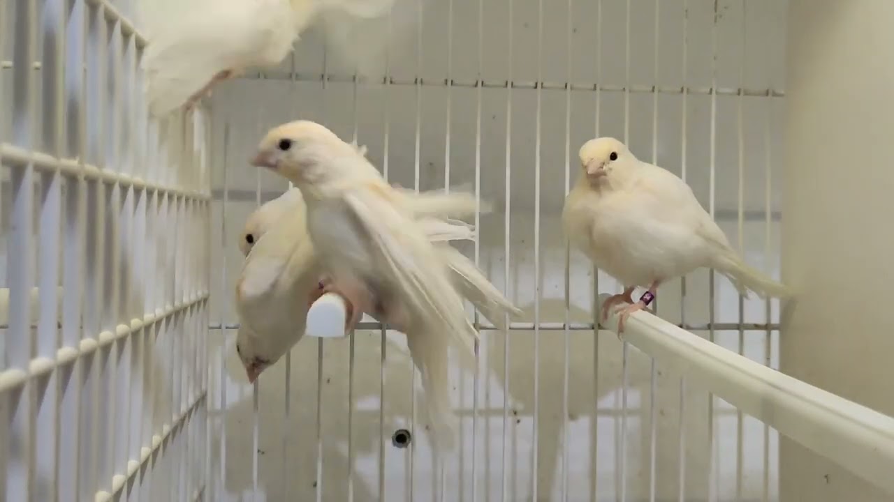 CUANDO PONER REJILLA A LOS PICHONES🐤 Y EMPEZAR EL DESTETE, ASÍ LO HAGO YO..//CRIA DE CANARIOS 2021//