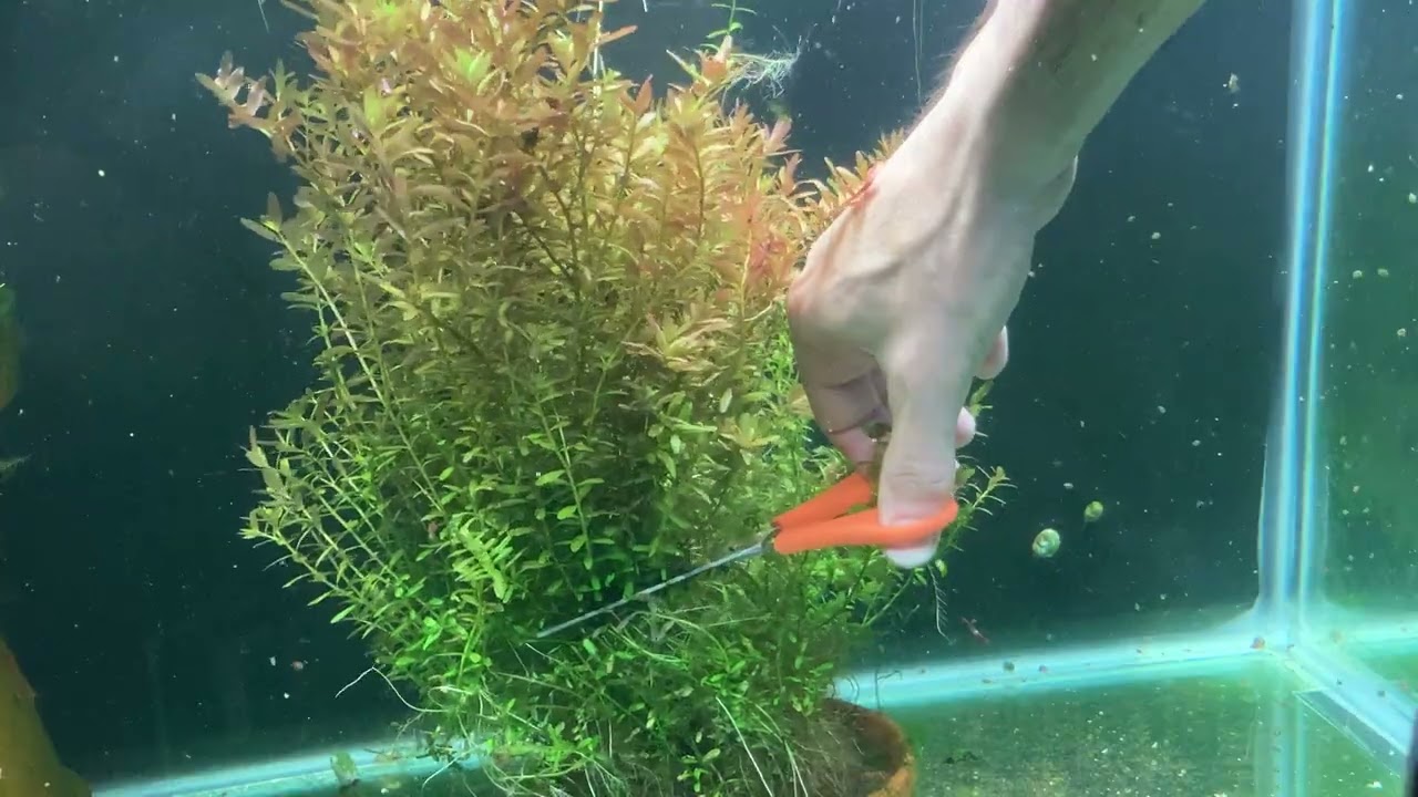 Rotala macrandra ‘orange juice’