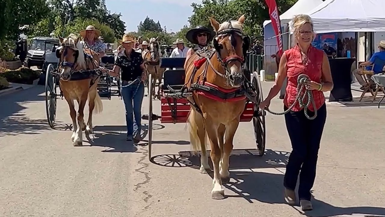 Horsey Haven Haflingers and Friends at the 2024 Western States Horse Expo!