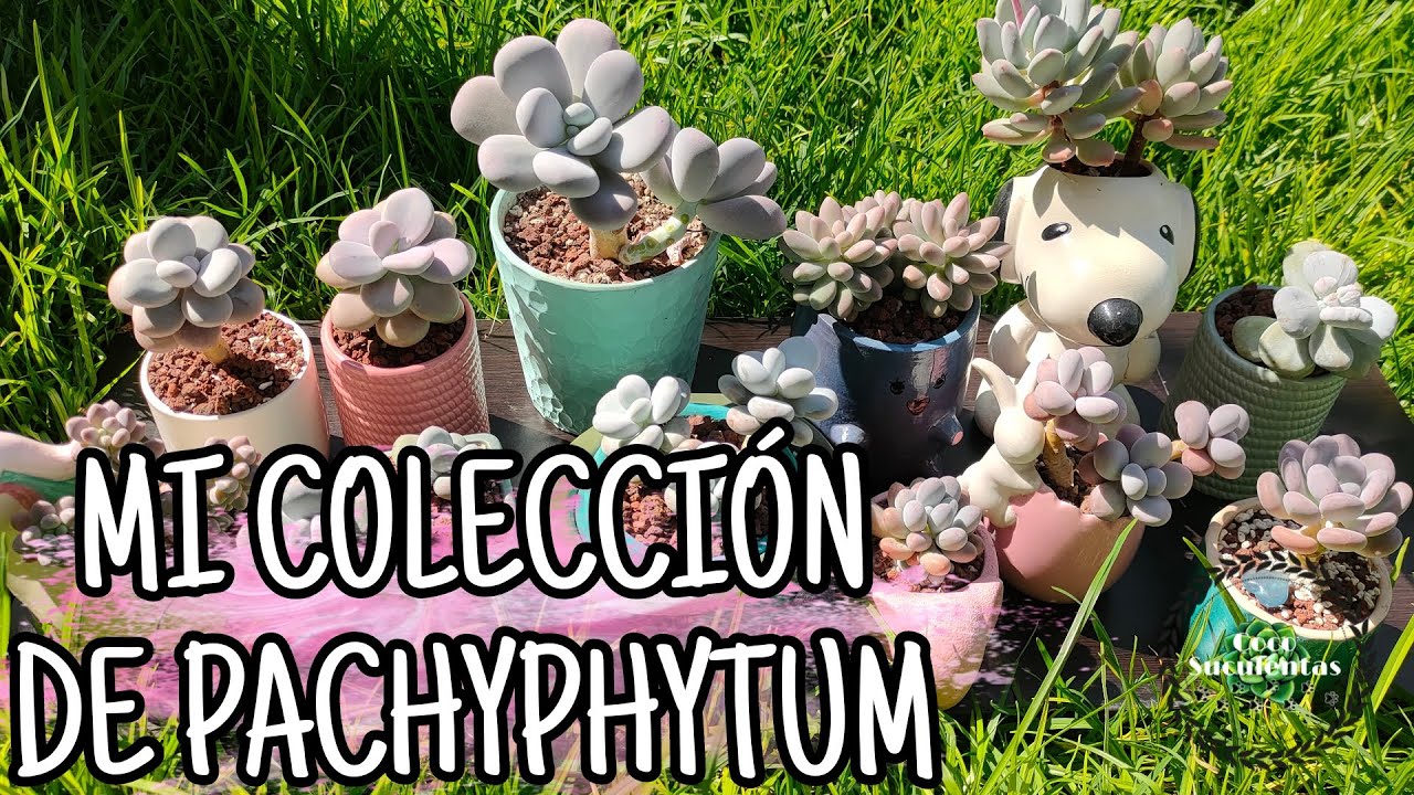 MIS PACHYPHYTUMS FAVORITOS