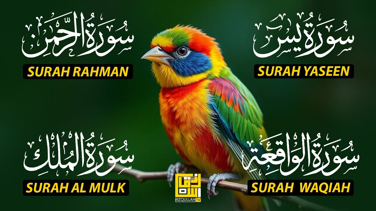 Beautiful Surah Yaseen (Yasin) | Surah Rahman | Surah Waqiah | Surah Mulk EP198