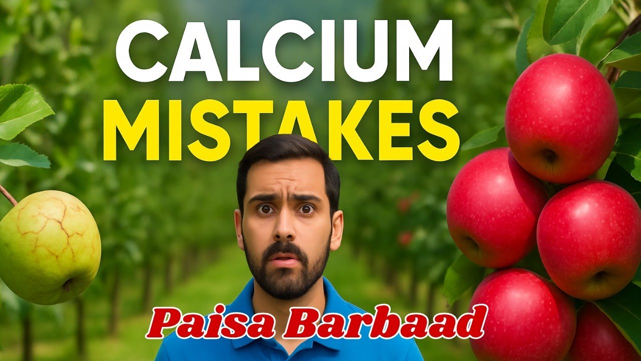 Best Stage for Calcium Spray | Calcium Spray for Apples | GrowerShala