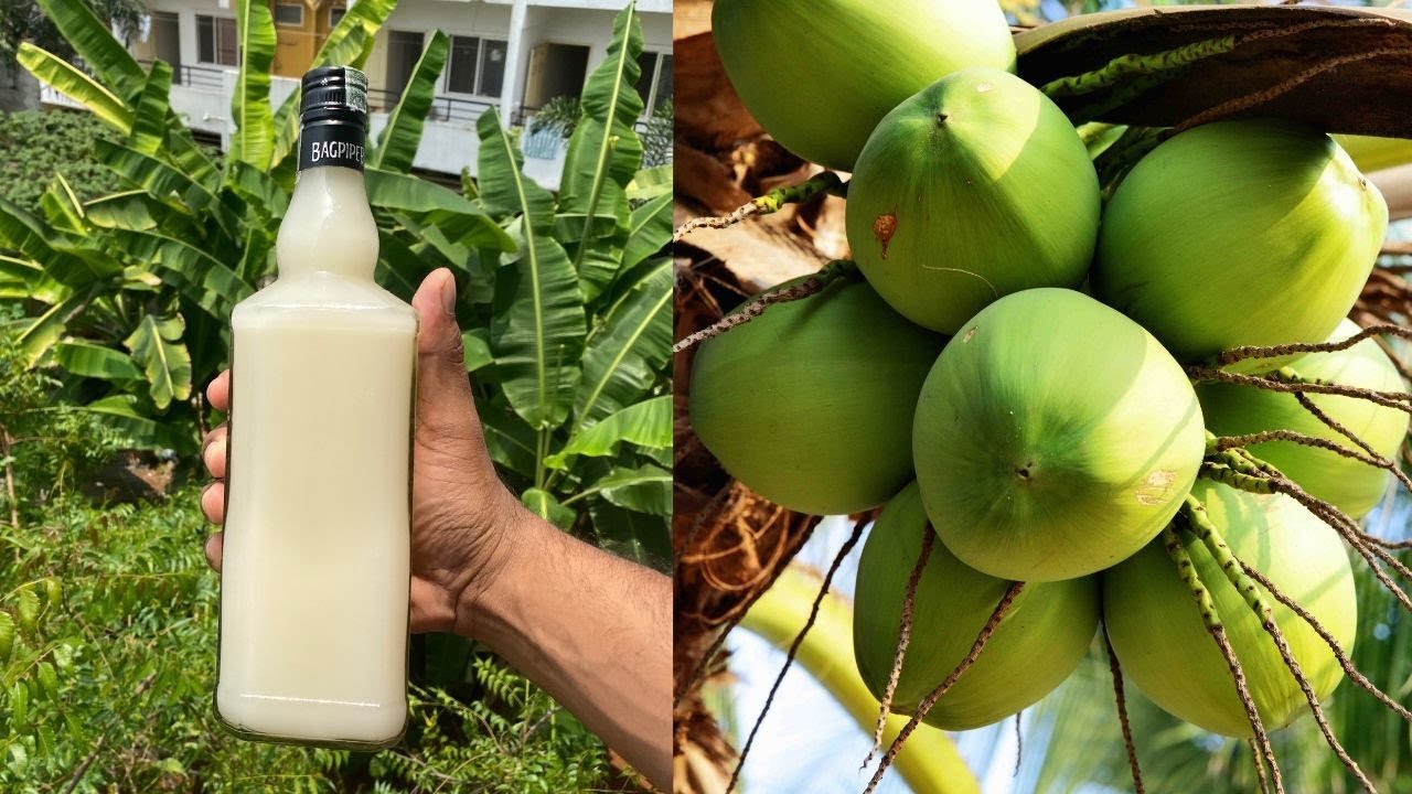 Homemade Coconut Toddy | How to make Toddy from Coconut Water | Lockdown | Bachelor Cooking Recipes